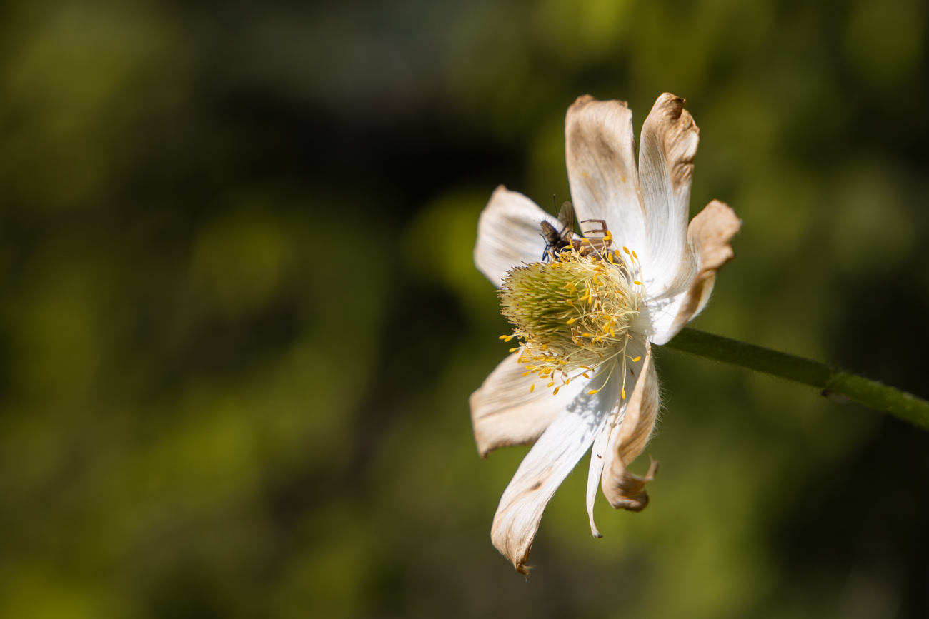 Pflanze nicht bestimmt