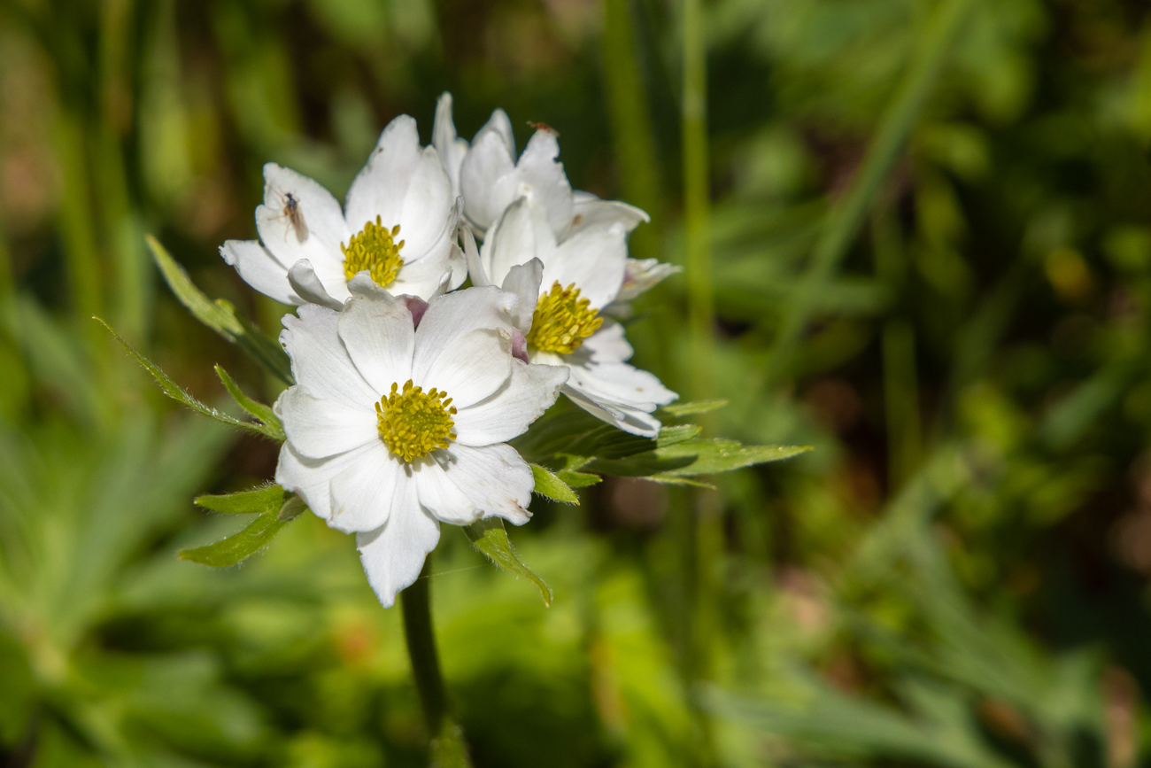 Bergh&auml;hnlein [Anemone narcissiflora]
