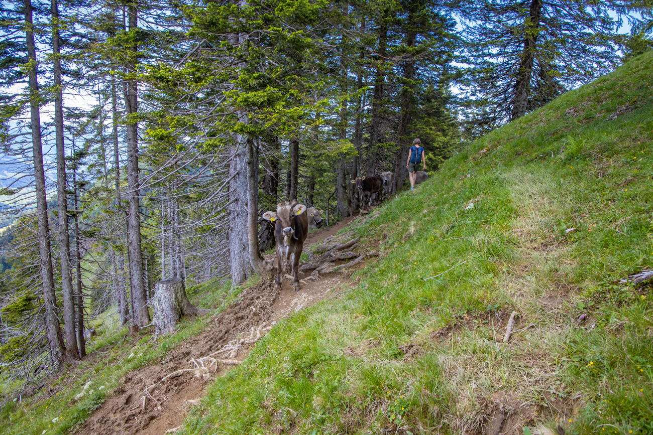 Begegnung mit K&uuml;hen auf dem Weg