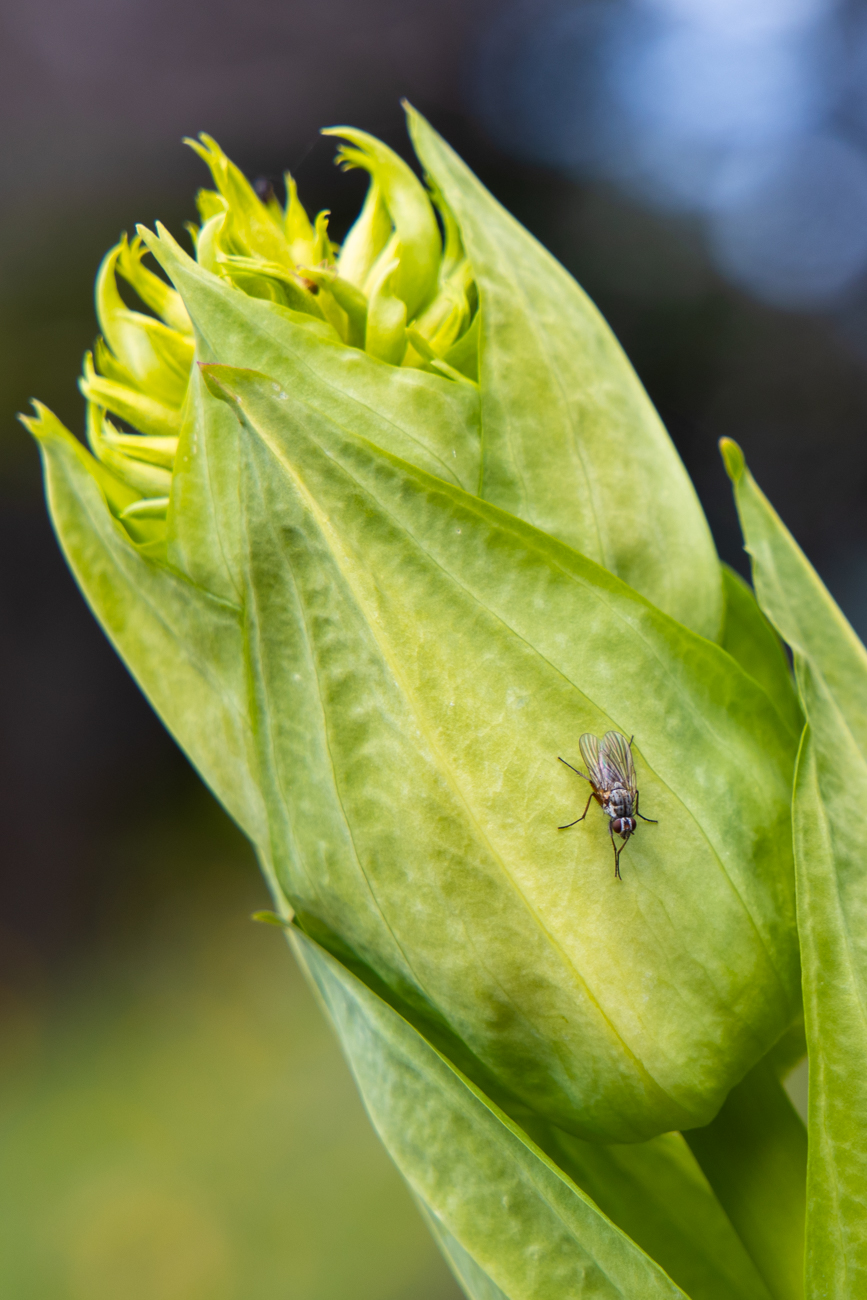 Fliege auf Bitterwurz [Gentiana lutea]