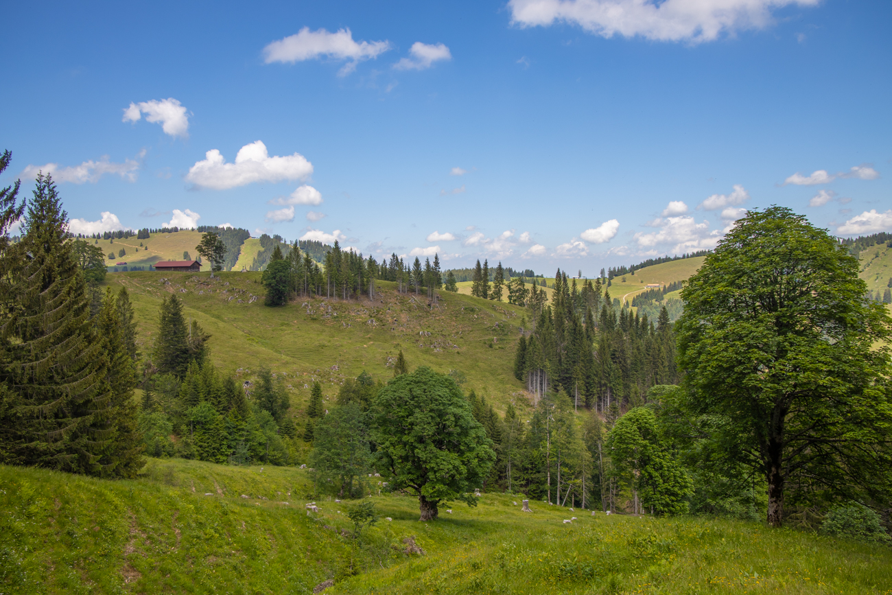 Große Ahornbäume stehen entlang des Weges