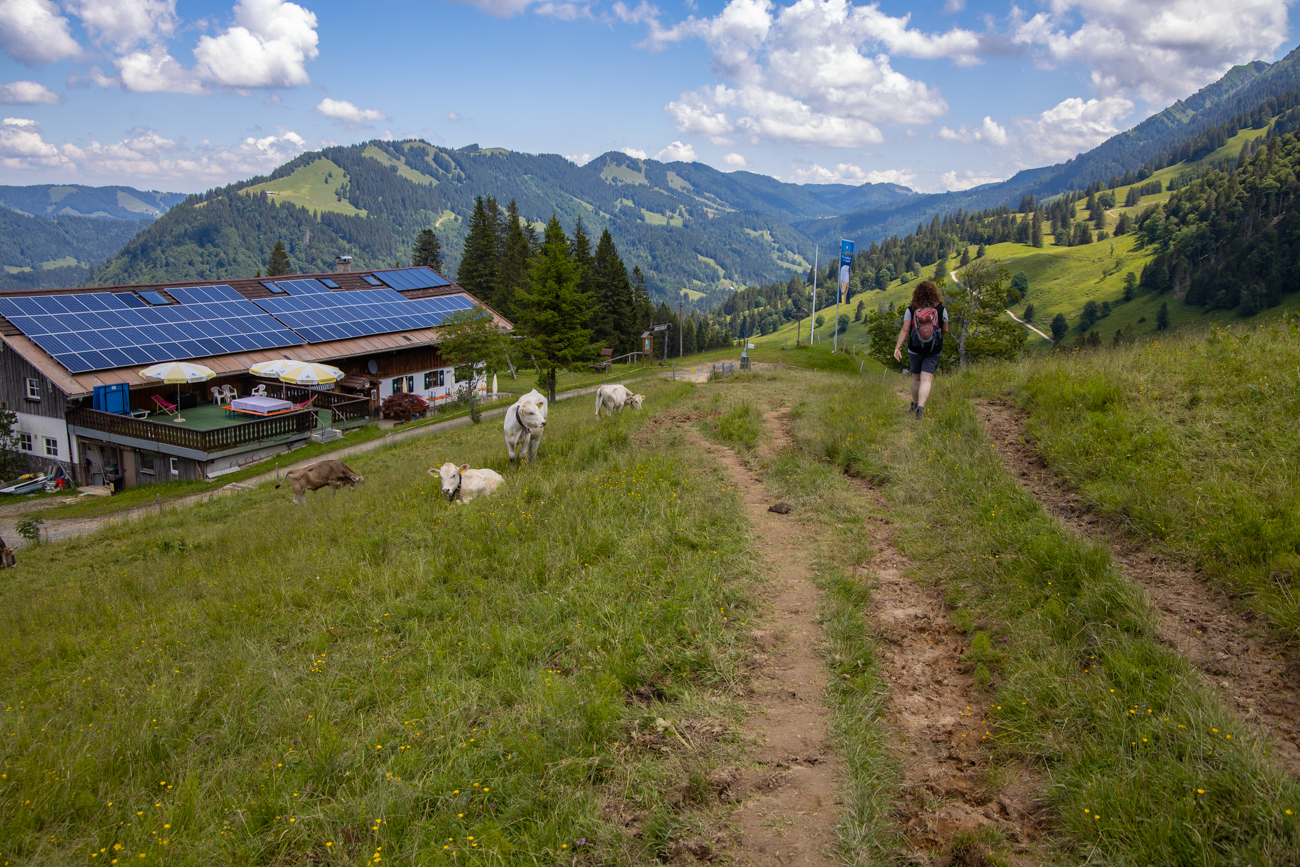 Wieder müssen wir einige Kühe umgehen, sie schauen nur neugierig
