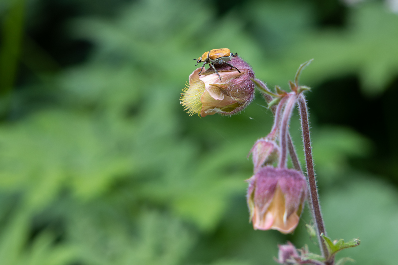 Bach-Nelkenwurz [Geum rivale] mit K&auml;fer