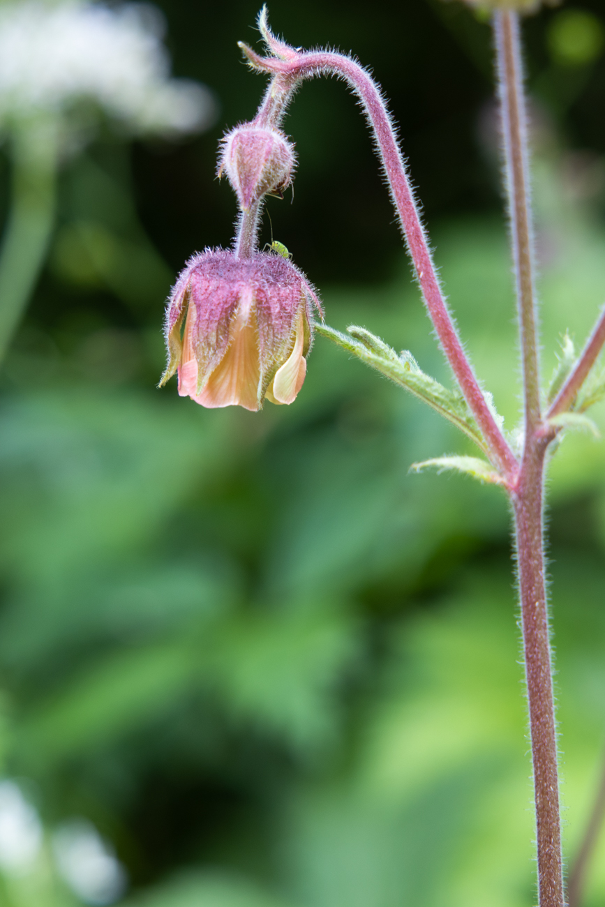 Bach-Nelkenwurz [Geum rivale]