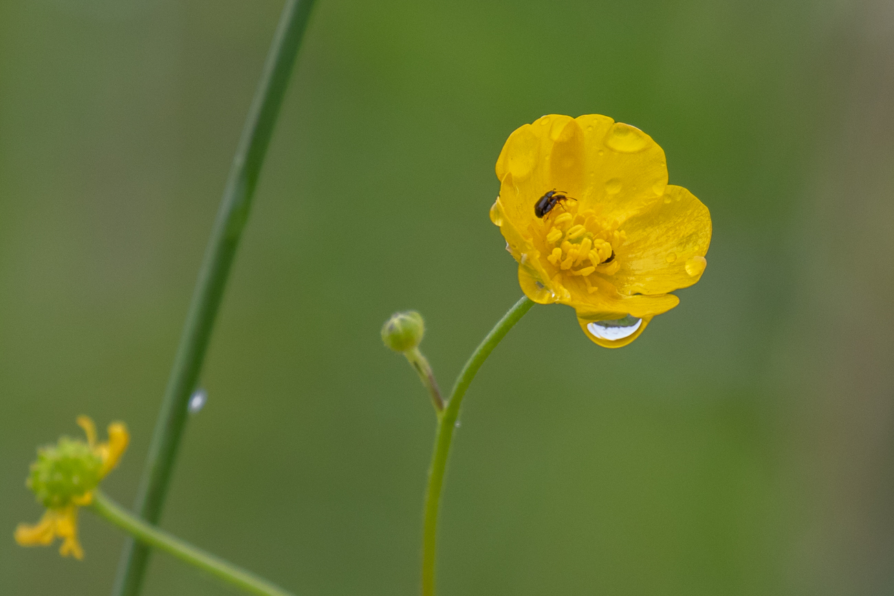 Auch K&auml;fer haben Spa&szlig; ;-)
