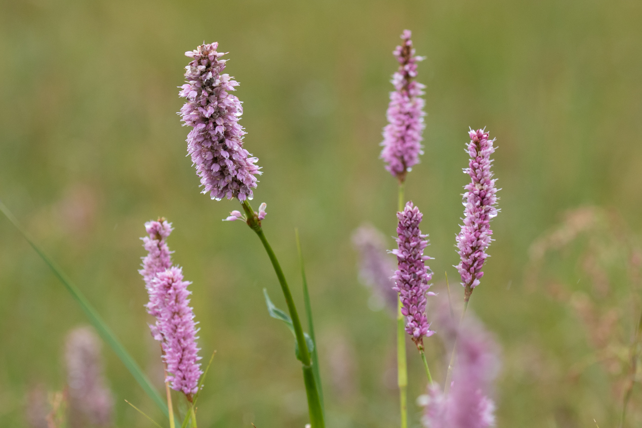 Wiesen-Kn&ouml;terich