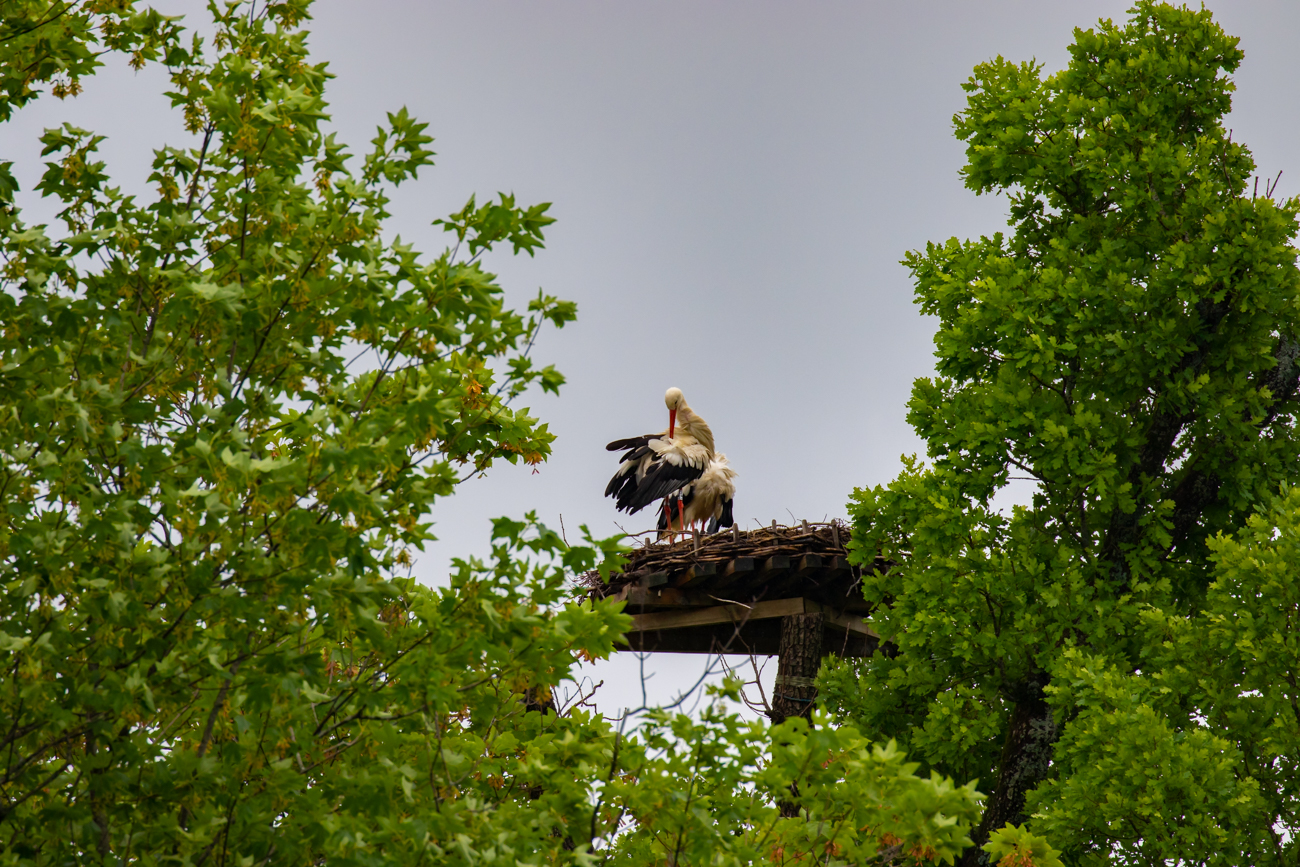 ... die hoch oben in den B&auml;umen nisten