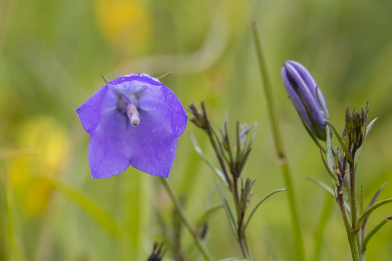 Rundbl&auml;ttrige Glockenblume [Campanula rotundifolia]