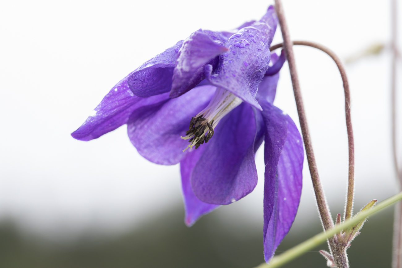 Gemeine Akelei oder Gew&ouml;hnliche Akelei [Aquilegia vulgaris] (Wald-Akelei) ge&ouml;ffnet