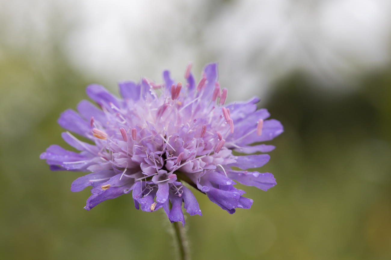 Acker-Witwenblume [Knautia arvensis], (Wiesen-Witwenblume, N&auml;hkisselchen, Wiesenskabiose)