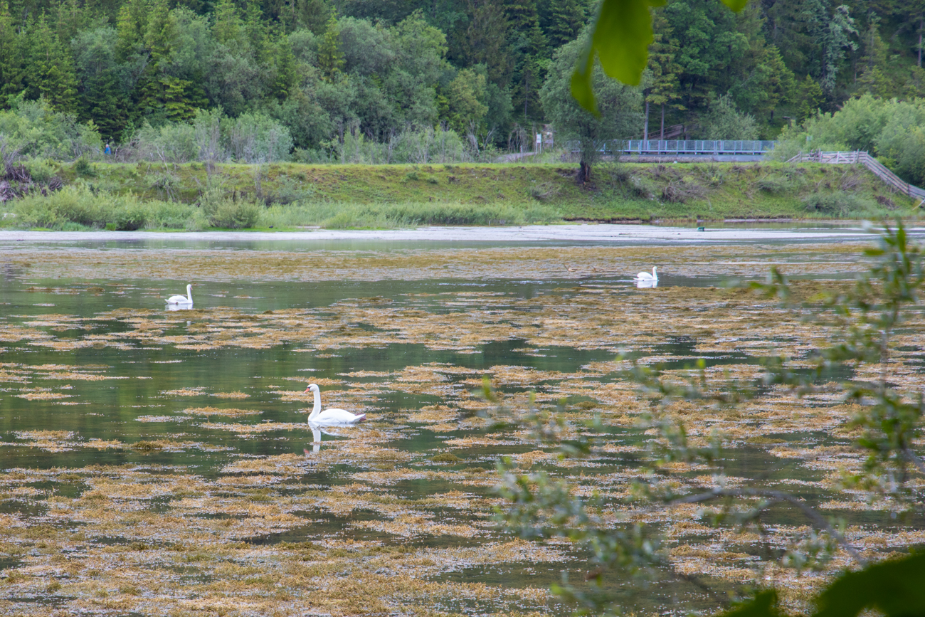 ... und Schw&auml;ne ;-)