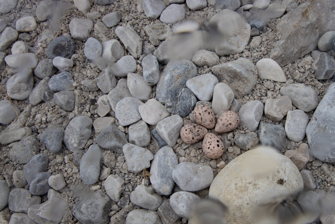 Gelege eines Fluss-Regenpfeifers, nat&uuml;rlich in einem Schaukasten, die Kiesb&auml;nke d&uuml;rfen aus gutem Grund nicht betreten werden!