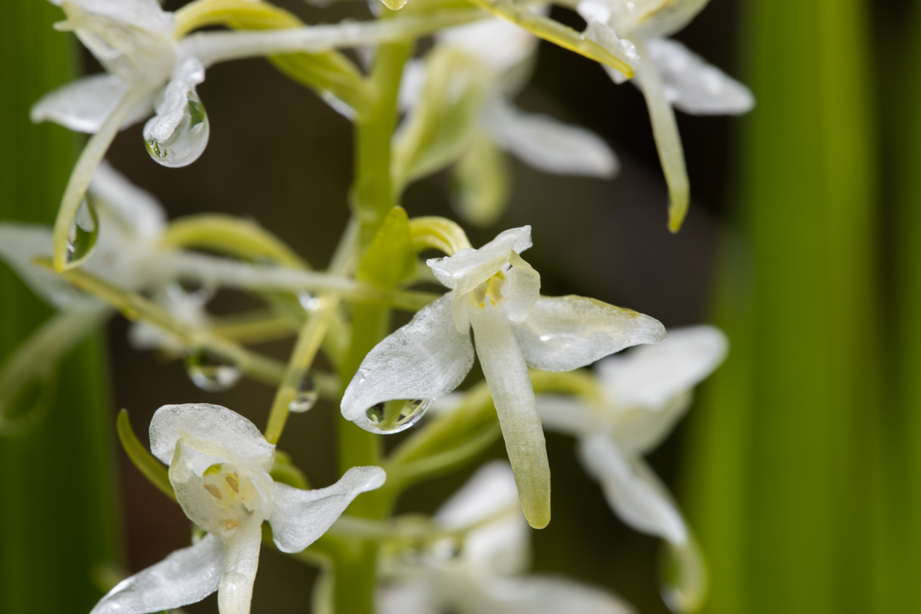 Zweibl&auml;ttrige Waldhyazinthe [Platanthera bifolia] (Wei&szlig;-Waldhyazinthe), ein Orchideengew&auml;chs
