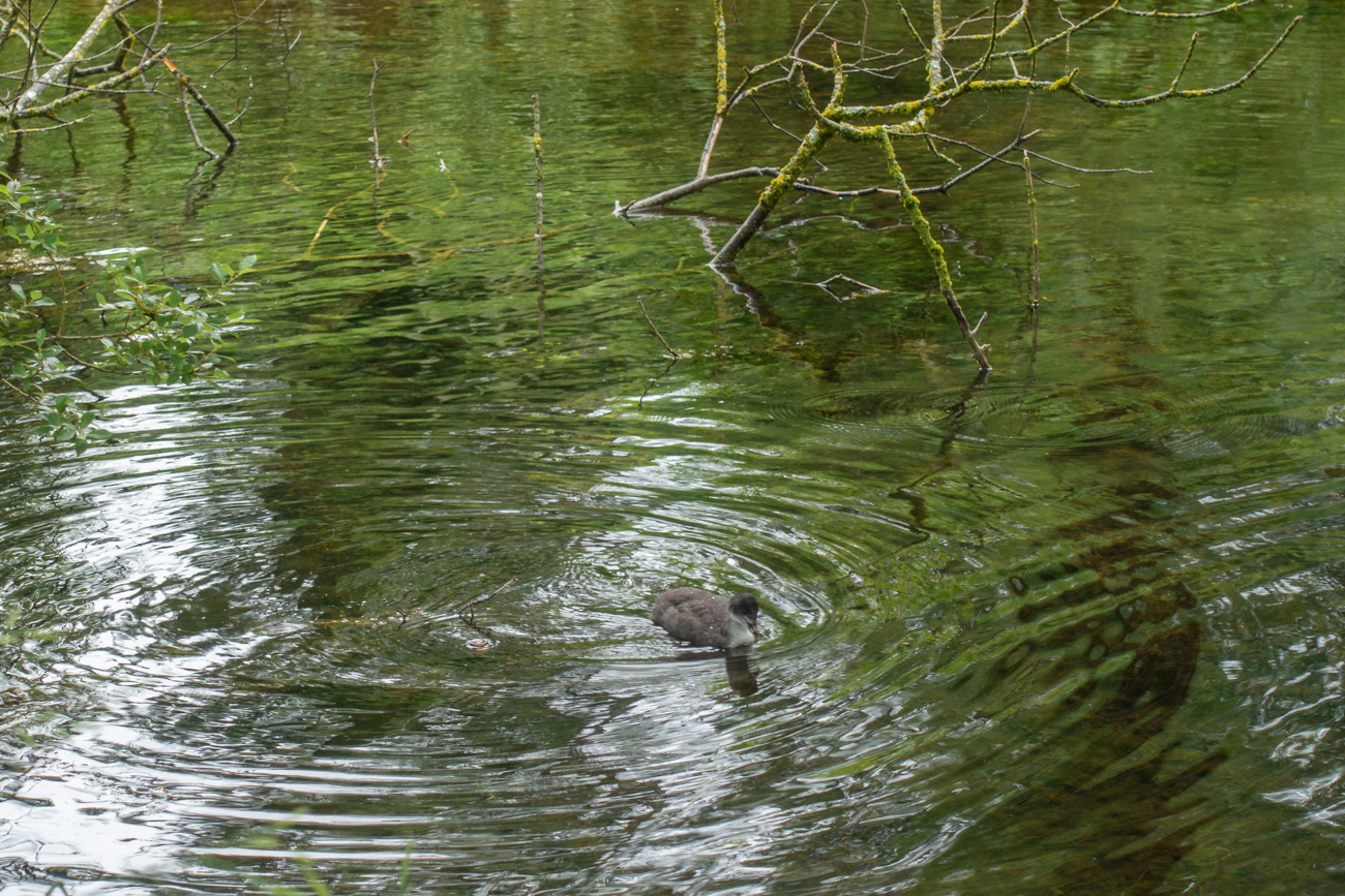 Junges Bl&auml;sshuhn