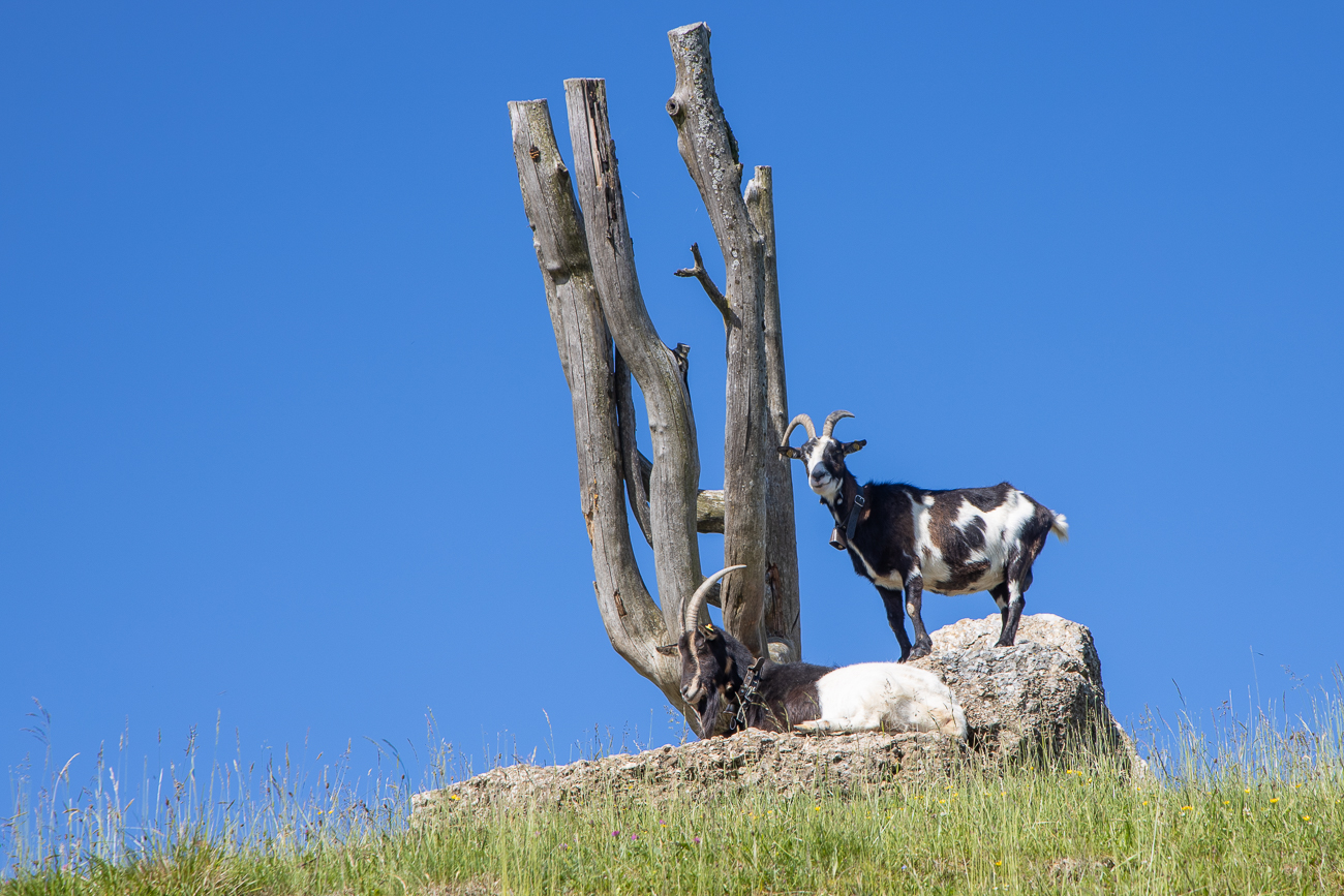 M&auml;&auml;&auml;hhh