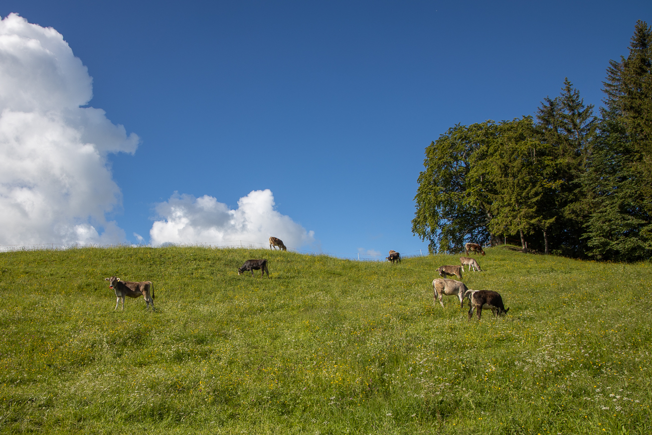 Das beruhigende L&auml;uten der Kuhglocken ...