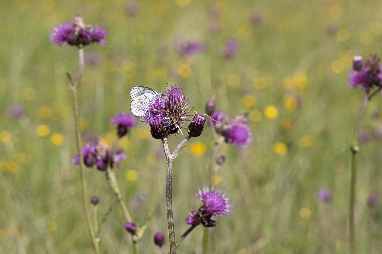 ... zwischen Disteln und Baum-Wei&szlig;lingen