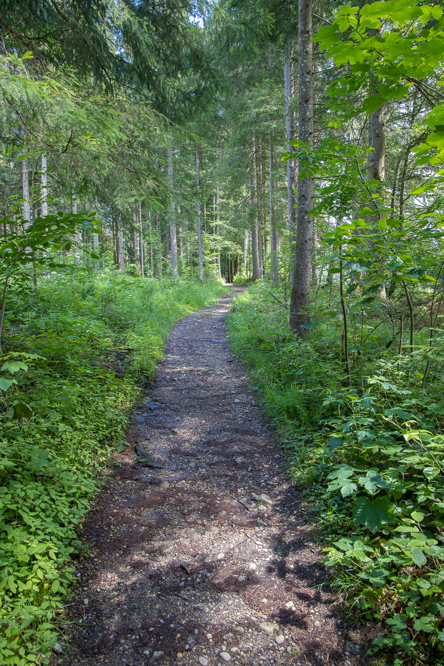 Wieder mal durch ein St&uuml;ck Wald