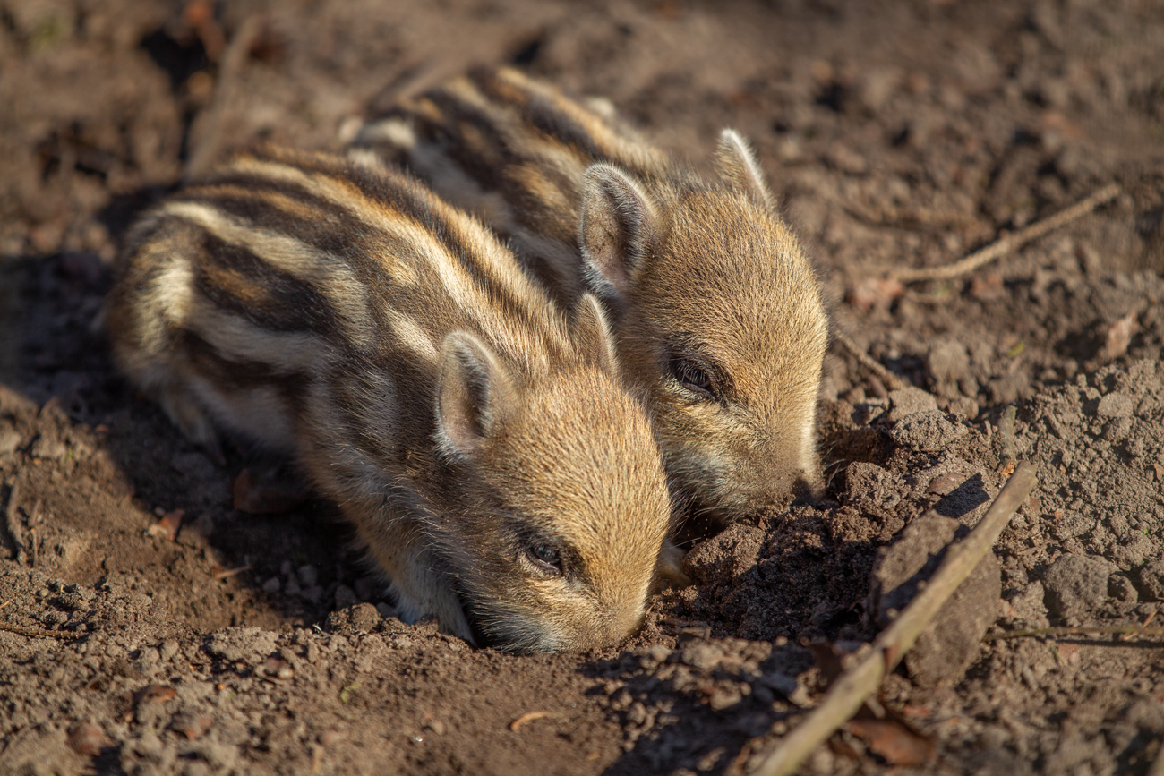 W&uuml;hlende Frischlinge