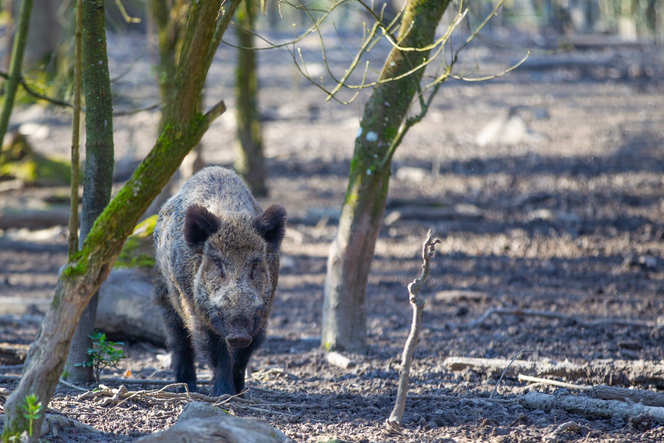 Wildschwein