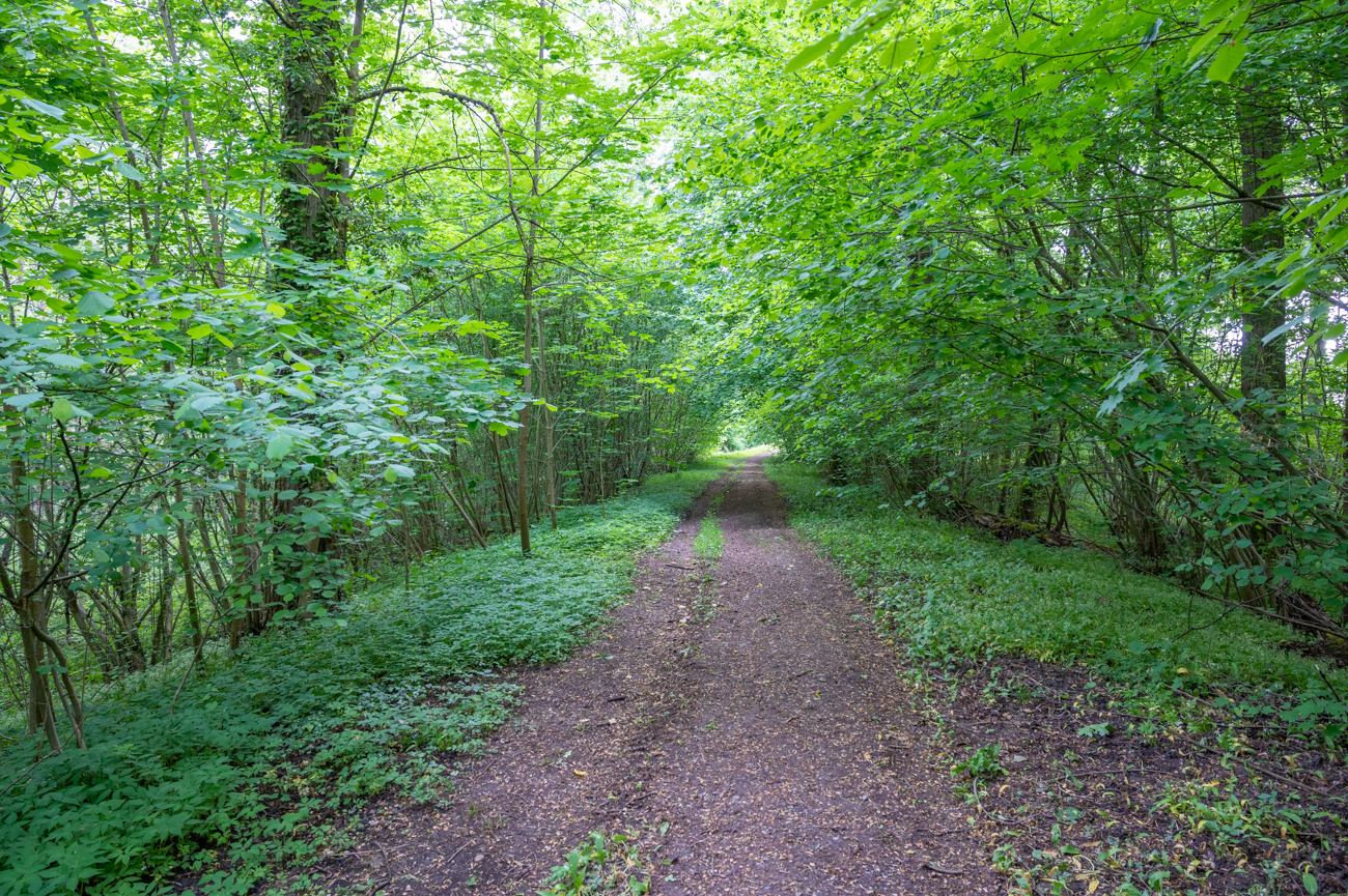 Waldweg zum Rhein