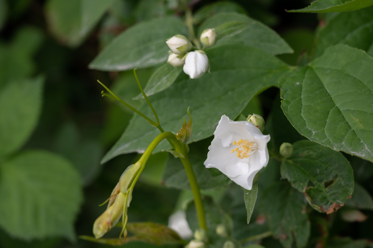 Duft-Jasmin