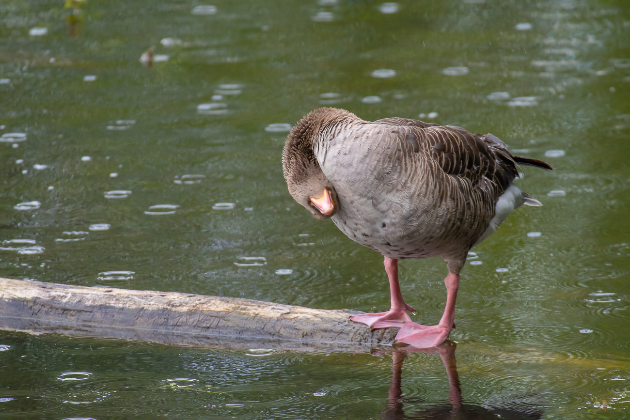 Gänse-Yoga ;-)