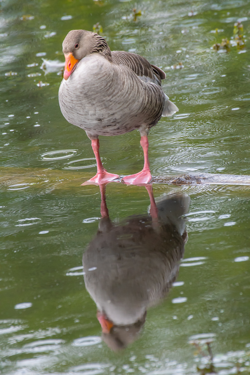 Spiegelbild I