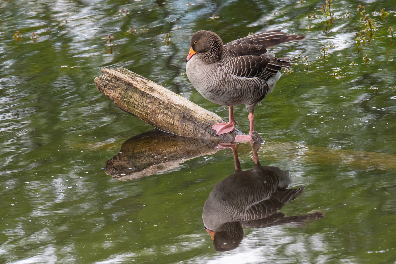 Spiegelbild II