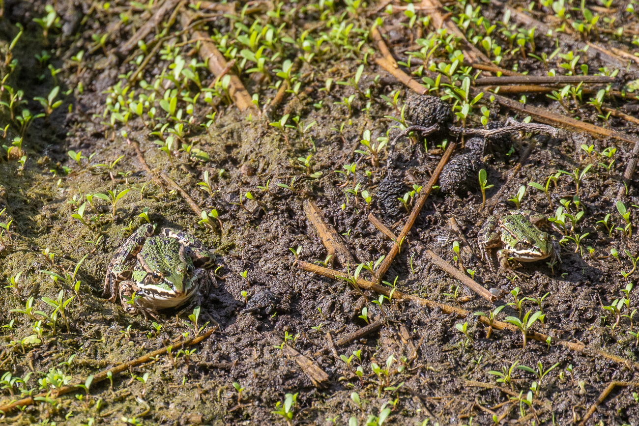 Pat und Patachon ;-)