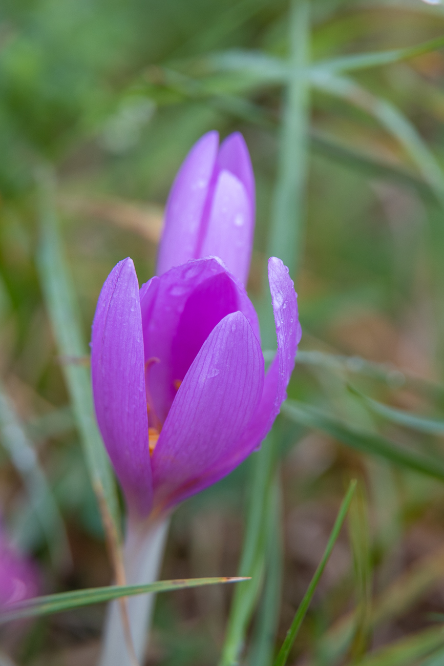 Herbstzeitlose [Colchicum autumnale]