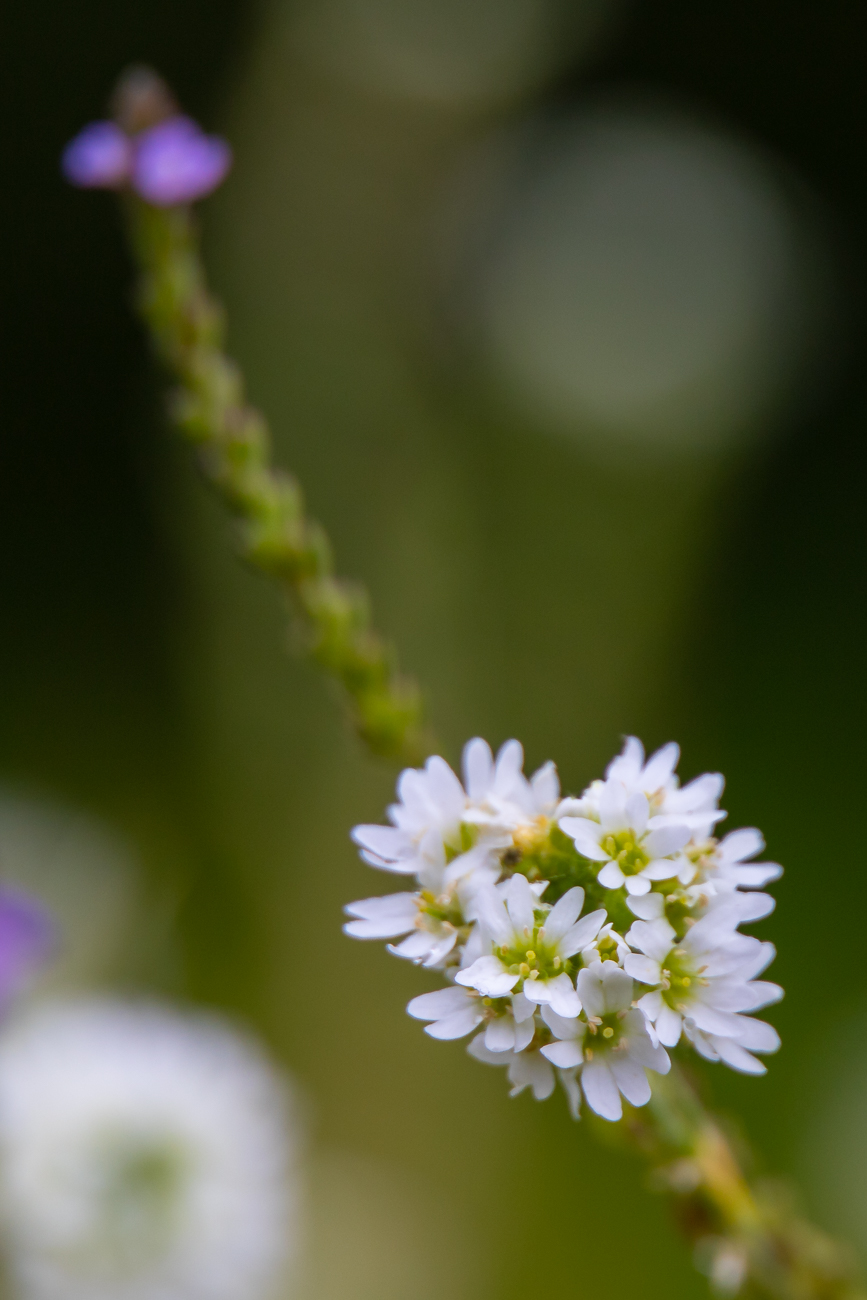 Graukresse [Berteroa incana]