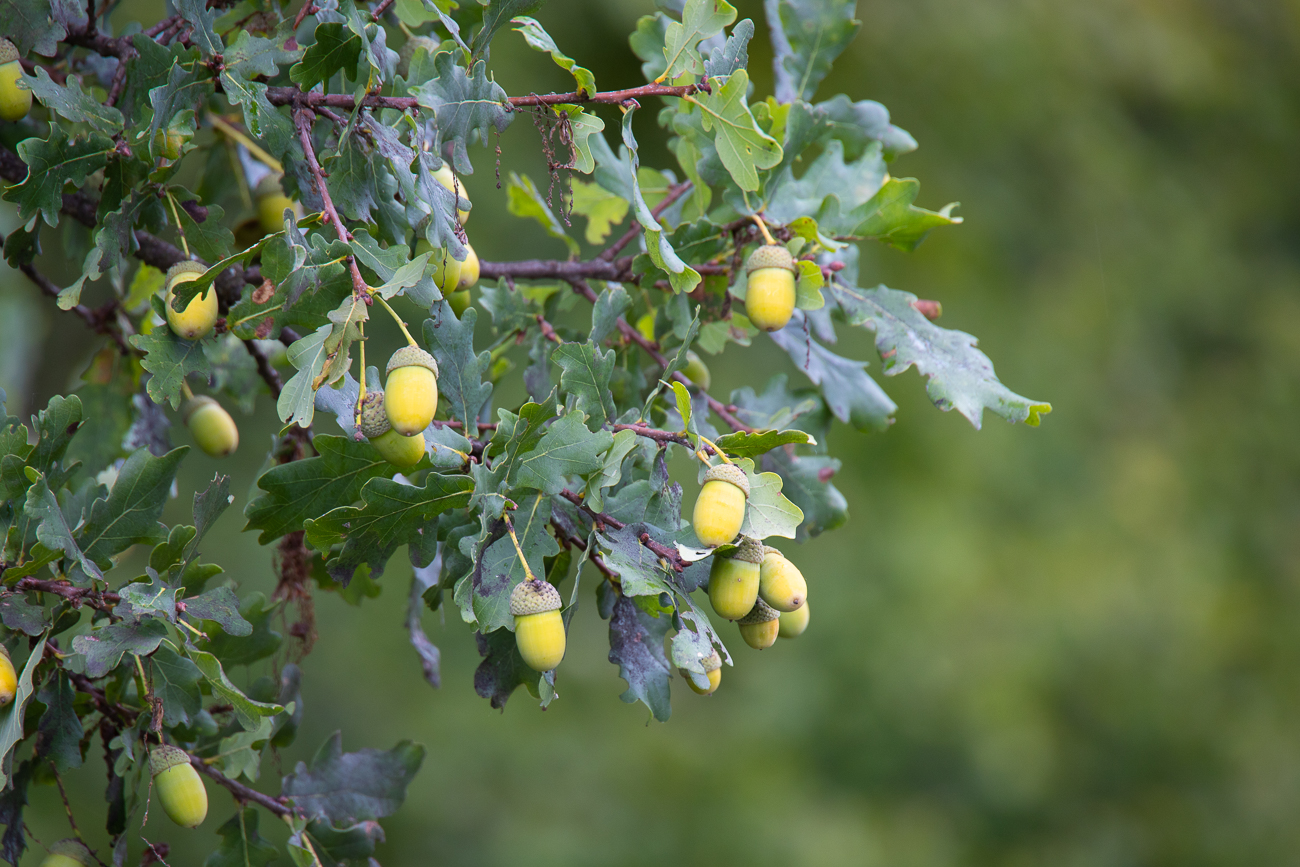 Eiche [Quercus] mit vielen Eicheln