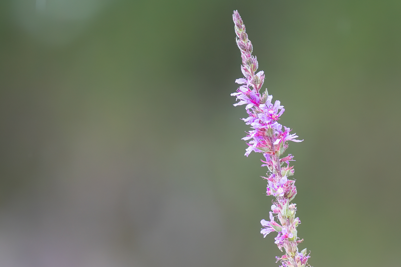 Gew&ouml;hnlicher Blutweiderich [Lythrum salicaria]