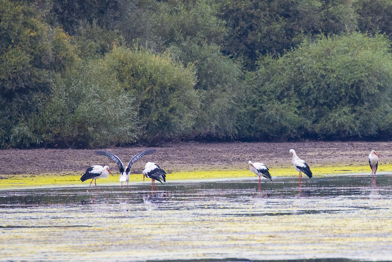 Wei&szlig;st&ouml;rche ...