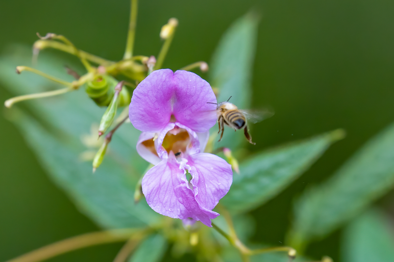 Biene im Anflug auf Dr&uuml;siges Springkraut [Impatiens glandulifera]
