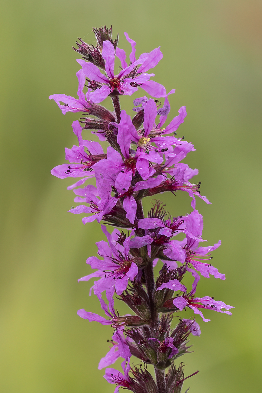 Gew&ouml;hnlicher Blutweiderich [Lythrum salicaria]