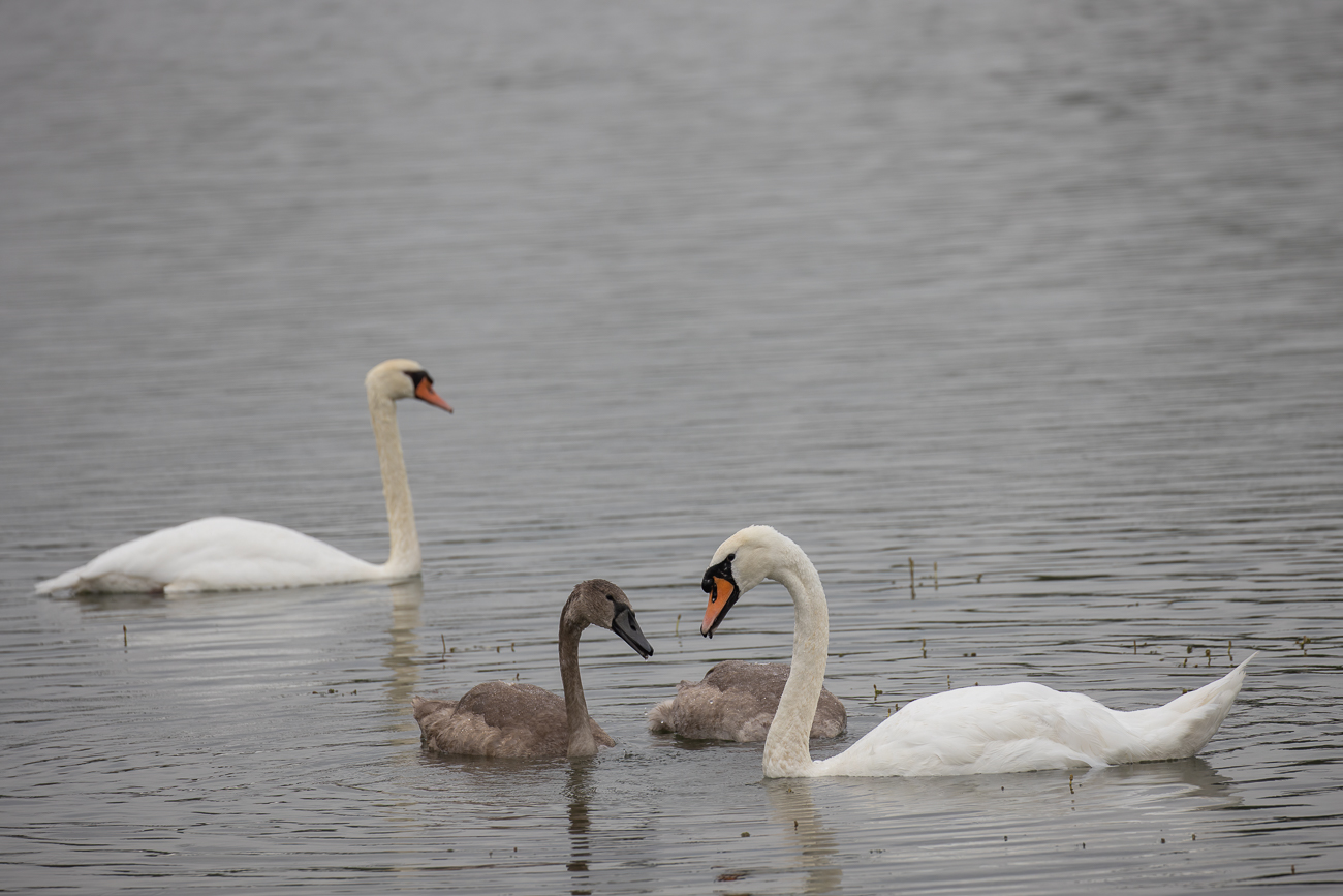 H&ouml;ckerschwanfamilie