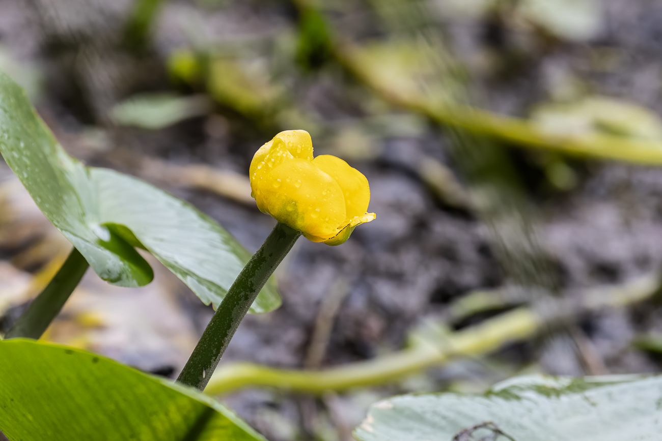 Gelbe Teichrose [Nuphar lutea]