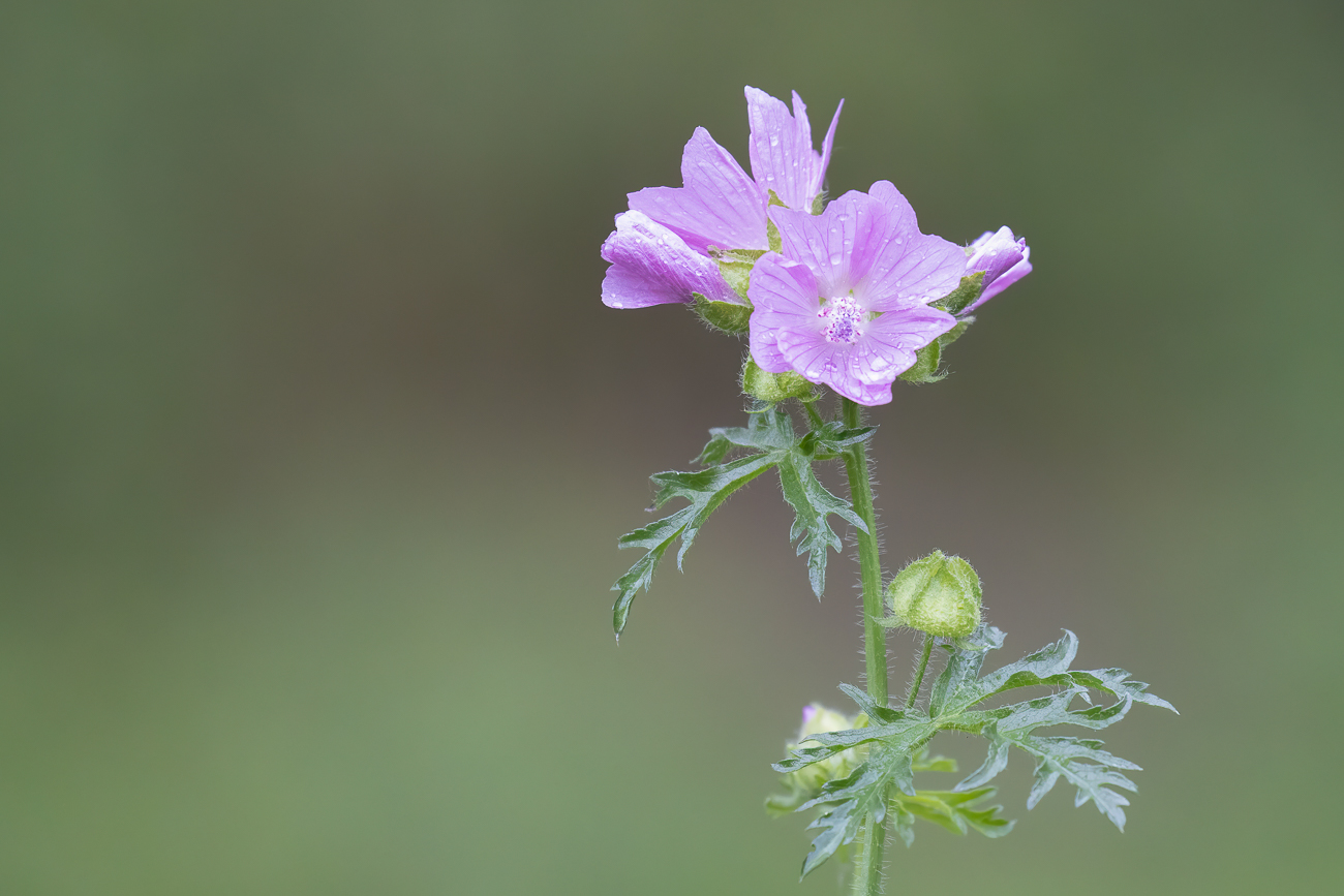 Rosen-Malve [Malva alcea]