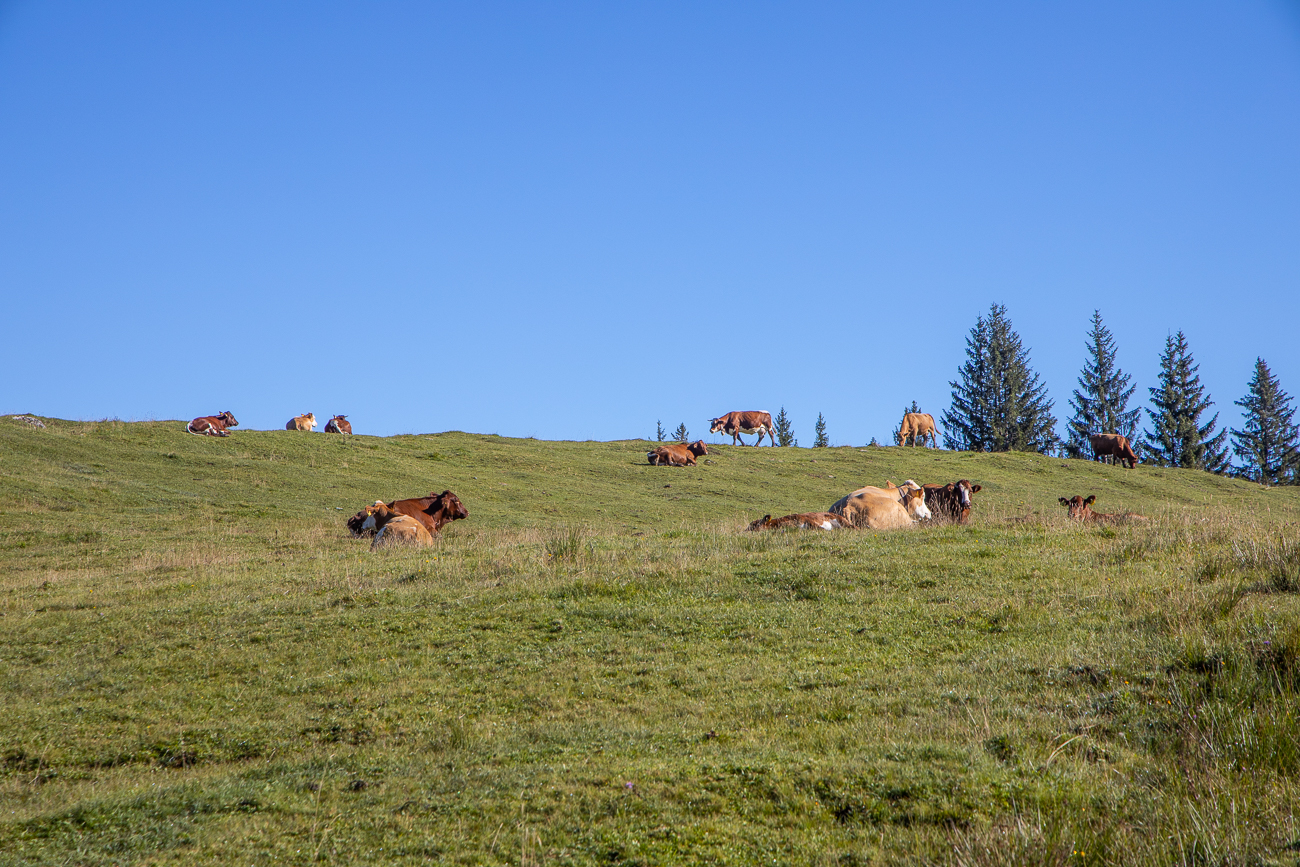 Wiederkäuenden Kühe ...
