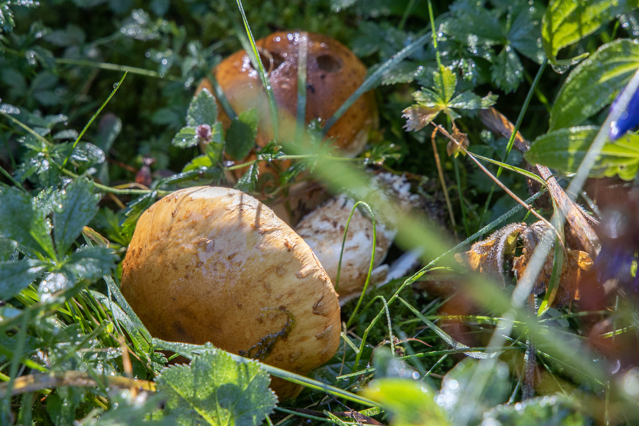 W&auml;re das etwas f&uuml;r ein Pilzragout?
