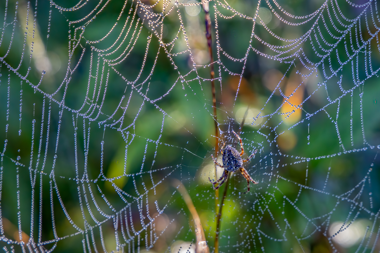 Kreuzspinne in ihrem Netz