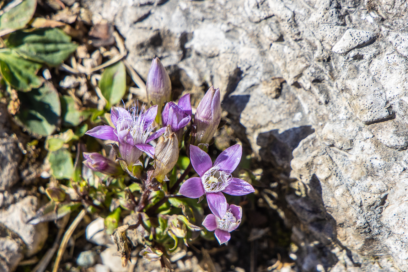 Deutscher Fransenenzian [Gentianella germanica] ...