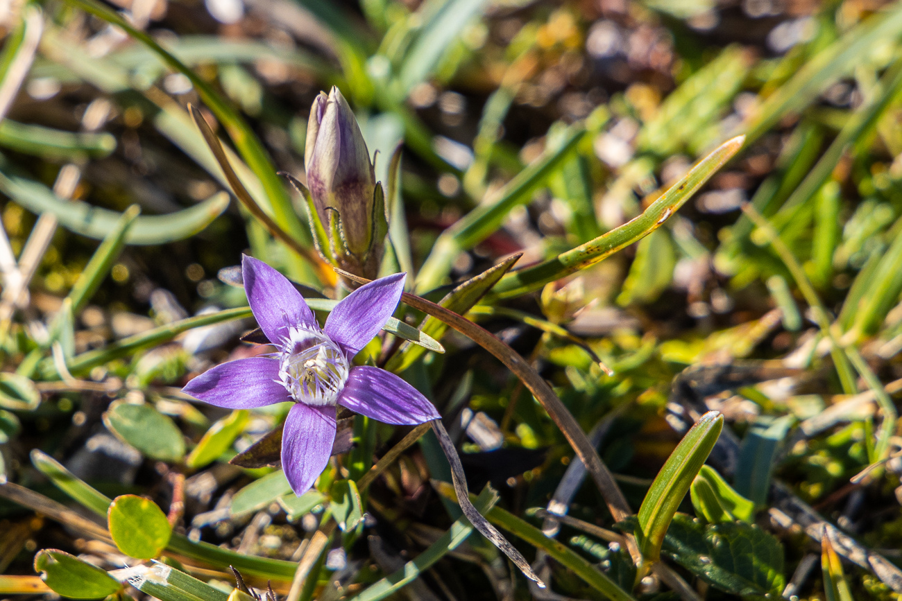 ... auch Deutscher Kranzenzian genannt