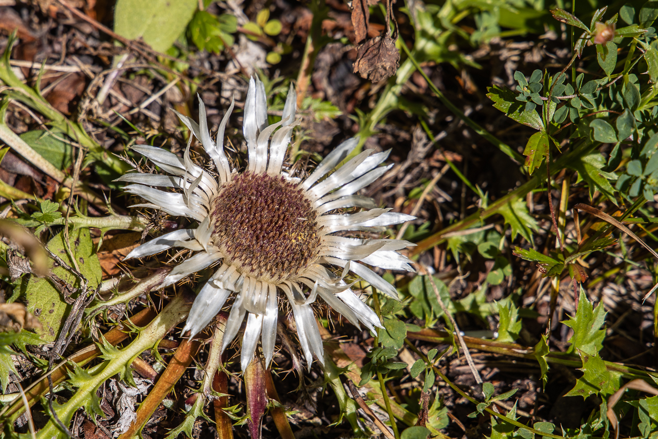 Silberdistel [Carlina acaulis]