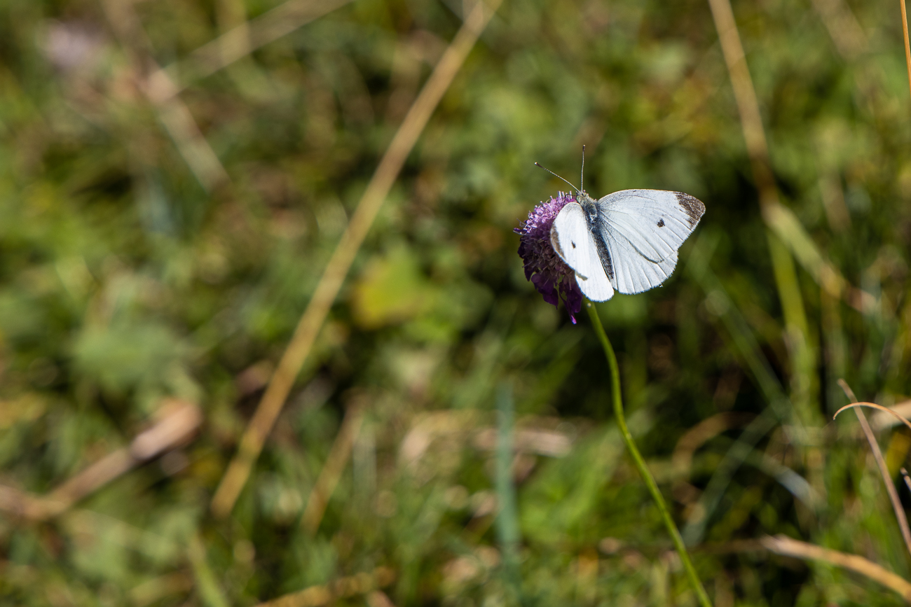 Gro&szlig;er Kohlwei&szlig;ling