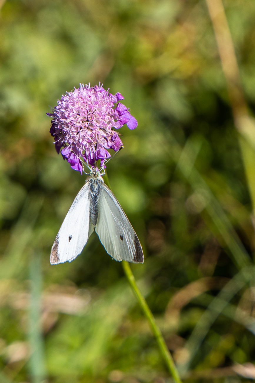 Gro&szlig;er Kohlwei&szlig;ling