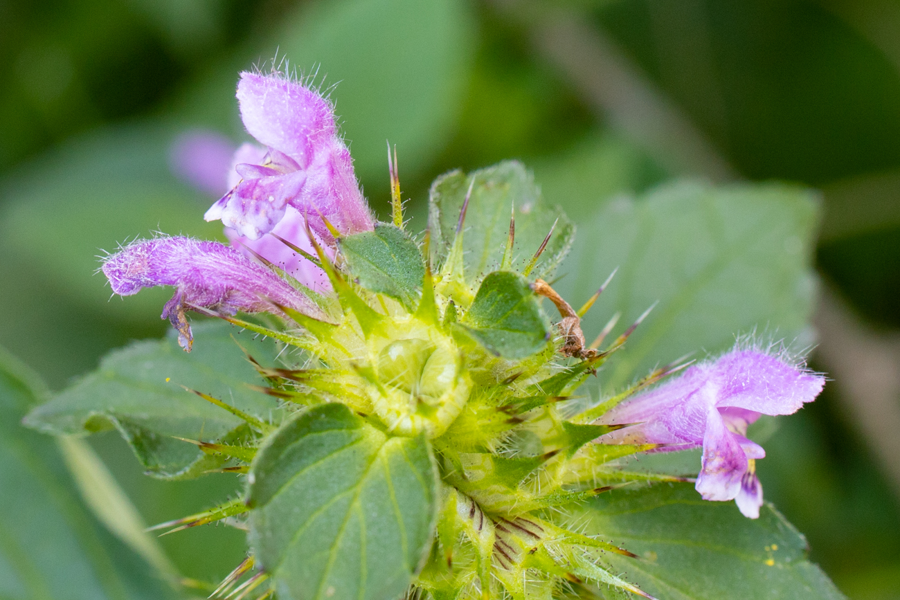 Gemeiner Hohlzahn [Galeopsis tetrahit]