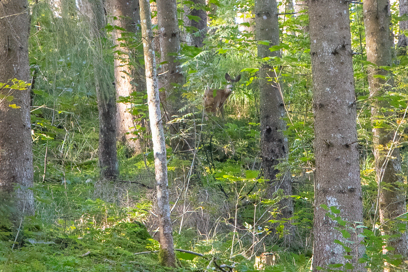 ... raschelt ein Reh im Geb&uuml;sch